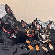 Creed is registered to the contest to win money with this photo: dog, pets, bed, black_dog, small_dog, alert, ears_up, collars, indoor, cozy, lying_down, cute, animal, companions, three_dogs, curious, relaxed, fur, muzzle, portrait