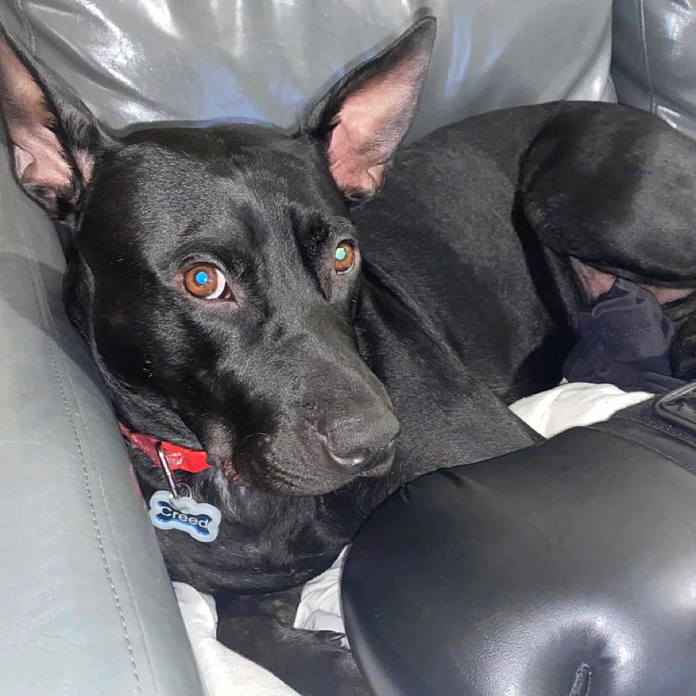 Creed joined the competition — help win amazing prizes! animal, black_dog, boxing_glove, brown_eyes, canine, collar, comfort, curious, dog, ears, fur, furniture, home, indoor, leather_couch, looking, pet, relaxed, resting, tag