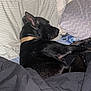 Creed is registered to the contest to win money with this photo: dog, black_dog, collar, bed, pillow, blanket, indoor, resting, sleepy, fur, pet, animal, cozy, canine, comfortable, side_view, domestic, relaxing, mammal, household