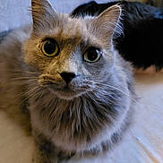 Béa a rejoint le concours — aidez-le/la à gagner de superbes lots ! cat, gray_cat, fluffy, wide_eyes, whiskers, pet, feline, indoor, close_up, curious, soft_fur, animal, mammal, domestic_animal, looking_at_camera, portrait, face, ears, cute, lying_down