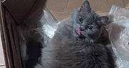 Béa participe au concours pour gagner de l'argent avec cette photo : cat, gray_cat, cardboard_box, packing_paper, feline, tongue_out, fluffy, pet, indoor, resting, cute, animal, whiskers, ears, fur, looking_up, box, cozy, domestic, playful