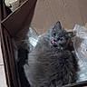 cat, gray_cat, cardboard_box, packing_paper, feline, tongue_out, fluffy, pet, indoor, resting, cute, animal, whiskers, ears, fur, looking_up, box, cozy, domestic, playful