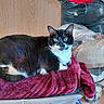 Cannelle participe au concours pour gagner de l'argent avec cette photo : cat, tuxedo_cat, pet, indoor, feline, animal, resting, blanket, red_blanket, wooden_door, curious, looking, fur, whiskers, ears, plastic_wrapping, floor, cozy, home, relaxed