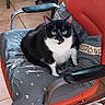 Cannelle a rejoint le concours — aidez-le/la à gagner de superbes lots ! cat, black_and_white, indoor, chair, cushion, orange, office_chair, floor_tiles, feline, pet, domestic_animal, looking_at_camera, sitting, cozy, fur, whiskers, ears, paws, home, comfort