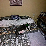 Cannelle participe au concours pour gagner de l'argent avec cette photo : cat, bed, bedding, dreamcatcher, pillow, tiger_art, wall_art, plush_toys, shelf, blanket, indoor, furniture, animal, pet, black_and_white_cat, lying_down, glowing_eyes, room, decor, cozy