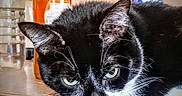 Cannelle a rejoint le concours — aidez-le/la à gagner de superbes lots ! cat, black_and_white_cat, pet, animal, food_bowl, kibble, indoor, table, bottle, water_bottle, green_eyes, whiskers, fur, domestic_cat, portrait, close_up, tabletop, kitchen, feline, caption