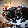 animal, black_and_white_cat, bottle, caption, cat, close_up, domestic_cat, feline, food_bowl, fur, green_eyes, indoor, kibble, kitchen, pet, portrait, table, tabletop, water_bottle, whiskers