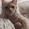 Vanille participe au concours pour gagner de l'argent avec cette photo : cat, fluffy, cream_colored, fur, whiskers, ears, eyes, pet, animal, relaxed, close_up, portrait, indoor, feline, cute, soft, laying_down, natural_light, calm, snapshot