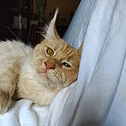 Vanille participe au concours pour gagner de l'argent avec cette photo : cat, orange_cat, fluffy, indoor, resting, white_fabric, close_up, whiskers, ears, eyes, pet, feline, relaxed, portrait, animal, soft_light, cozy, home, background, domestic