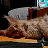 animal_face, cat, close_up, cozy, dim_lighting, domestic_animal, fluffy, fur, furniture, indoor, lying_down, mouth_open, orange_cat, pet, relaxed, resting, sleepy, table, whiskers, wood
