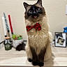 Simba is registered to the contest to win money with this photo: cat, siamese_cat, bow_tie, tongue_out, pet, feline, indoor, table, decor, plant, candle, photograph, cute, fluffy, animal, portrait, home, furniture, sitting, playful