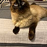 Simba is registered to the contest to win money with this photo: cat, siamese_cat, blue_eyes, fluffy, pet, bed, bedspread, striped, indoor, feline, whiskers, curious, animal, relaxed, paw, fur, cute, looking_up, resting, domestic_animal