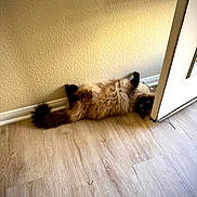 Simba is registered to the contest to win money with this photo: cat, fluffy, lying_down, wooden_floor, door, beige_wall, indoor, pet, curious, relaxed, feline, paws_up, home, light, shadow, cozy, animal, fur, flooring, quiet