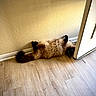 cat, fluffy, lying_down, wooden_floor, door, beige_wall, indoor, pet, curious, relaxed, feline, paws_up, home, light, shadow, cozy, animal, fur, flooring, quiet