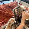 cat, fluffy, paw, tongue, bite, hand, person, orange_blanket, indoor, playful, fur, wide_eyes, closeup, pet, cute, animal, feline, claws, texture, mischief