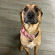 Stella is registered to the contest to win money with this photo: dog, canine, pet, indoor, flooring, tile_floor, brown_dog, pink_collar, looking_up, ears, fur, muzzle, animal, domestic_animal, portrait, cute, waiting, collar_tag, four_legs, friendly