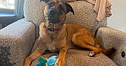 Stella is registered to the contest to win money with this photo: dog, armchair, plush_toy, blanket, mirror, window, curtains, indoor, pet, brown_dog, cozy, furniture, relaxed, looking_at_camera, domestic, home_interior, soft_toy, resting, curious, comfortable