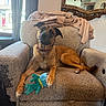 dog, armchair, plush_toy, blanket, mirror, window, curtains, indoor, pet, brown_dog, cozy, furniture, relaxed, looking_at_camera, domestic, home_interior, soft_toy, resting, curious, comfortable