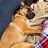 Stella joined the competition — help win amazing prizes! dog, sleeping, blanket, plaid_pants, cushion, soft_toys, indoor, resting, cozy, brown_fur, red_collar, fabric, comfort, relaxation, furniture, pet, canine, nap, home, closeup