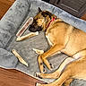 Stella joined the competition — help win amazing prizes! dog, sleeping, dog_bed, bones, wood_floor, collar, pet, resting, indoor, brown_fur, canine, relaxed, paw, snout, chewed_bones, cozy, fur, animal, napping, household