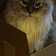 Kirby Walls is registered to the contest to win money with this photo: animal, box, cardboard_box, cat, closeup, cozy, cute, domestic, feline, fluffy, fur, home, indoor, mammal, pet, portrait, relaxed, serious, sitting, whiskers