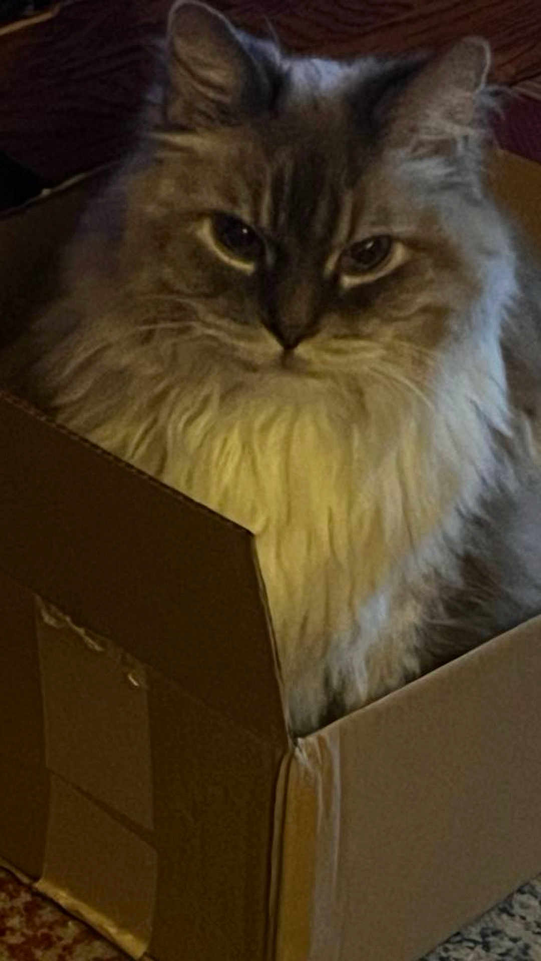 Kirby Walls is registered to the contest to win money with this photo: animal, box, cardboard_box, cat, closeup, cozy, cute, domestic, feline, fluffy, fur, home, indoor, mammal, pet, portrait, relaxed, serious, sitting, whiskers