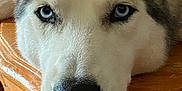 Shasta is registered to the contest to win money with this photo: dog, husky, blue_eyes, close_up, resting, wooden_table, fur, pet, animal, indoor, face, snout, nose, ears, expression, calm, texture, brown, white, black