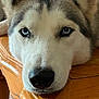 dog, husky, blue_eyes, close_up, resting, wooden_table, fur, pet, animal, indoor, face, snout, nose, ears, expression, calm, texture, brown, white, black