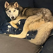 Shasta is registered to the contest to win money with this photo: dog, husky, couch, pajamas, snoopy, indoor, pet, fur, tail, relaxed, lying_down, cozy, blue, gray, person, clothing, animal, mammal, companion, home