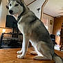 dog, siberian_husky, blue_eyes, table, wooden_table, indoor, living_room, furniture, lamp, television, electronics, carpet, window, chair, decor, pet, animal, fur, sitting, collar