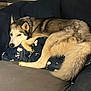 dog, husky, couch, pillow, indoor, resting, pet, animal, fur, blue, snoppy_pattern, relaxed, laying_down, canine, cozy, domestic, companion, home, cute, sleepy