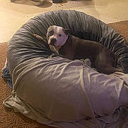 Max joined the competition — help win amazing prizes! dog, pet, bean_bag, blanket, carpet, indoor, relaxed, resting, furniture, fan, pet_bowl, food_dispenser, brown, gray, white, home, cozy, animal, comfort, floor