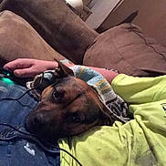 Diesel joined the competition — help win amazing prizes! dog, person, blanket, couch, living_room, resting, lap, casual, indoor, relaxed, brown, jeans, yellow_shirt, electronic_device, cord, comfort, home, pet, head, seated