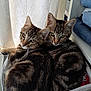 Azuki Et Oréo a rejoint le concours — aidez-le/la à gagner de superbes lots ! cat, tabby_cat, feline, pets, animals, snuggling, cozy, indoor, fabric_bin, curtain, striped_fur, two_cats, close_up, looking_at_camera, natural_light, cute, companion, resting, soft_texture, domestic_cat