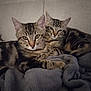 tabby_cat, cat, pets, feline, animal, cozy, snuggling, blanket, couch, indoor, resting, fur, whiskers, ears, eyes, domestic_animal, companion, relaxing, two_animals, living_room