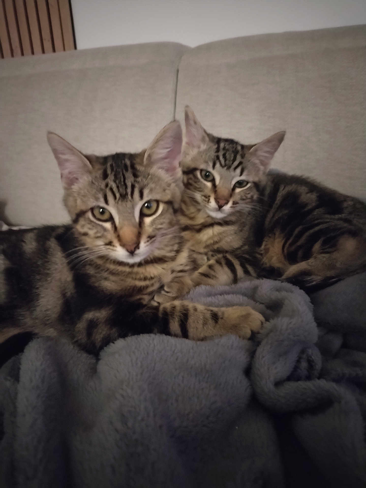 Azuki Et Oréo participe au concours pour gagner de l'argent avec cette photo : tabby_cat, cat, pets, feline, animal, cozy, snuggling, blanket, couch, indoor, resting, fur, whiskers, ears, eyes, domestic_animal, companion, relaxing, two_animals, living_room