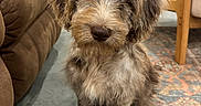 Birdie joined the competition — help win amazing prizes! dog, puppy, shaggy_fur, fluffy, brown_dog, portrait, sitting, indoors, living_room, couch, chair, rug, floor, furniture, home, pet, canine, centered_subject, curious_expression, closeup