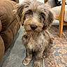 dog, puppy, shaggy_fur, fluffy, brown_dog, portrait, sitting, indoors, living_room, couch, chair, rug, floor, furniture, home, pet, canine, centered_subject, curious_expression, closeup
