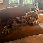Birdie joined the competition — help win amazing prizes! dog, puppy, brown_fur, curly_fur, fluffy, lying_down, relaxed, sleepy, pet, animal, portrait, armchair, couch, living_room, indoor, sunlight, window, home, cozy, candid