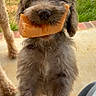Birdie is registered to the contest to win money with this photo: dog, puppy, pet, scruffy_fur, brown_fur, floppy_ears, dark_nose, chew_toy, orange_toy, holding_toy, outdoor, backyard, grass, patio, standing, portrait, close_up, funny, animal, companion