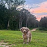 Birdie joined the competition — help win amazing prizes! dog, shaggy_dog, outdoors, meadow, grass, forest, trees, sunset, pink_sky, blue_sky, trail, landscape, nature, park, standing, long_fur, brown_fur, pet, animal, portrait