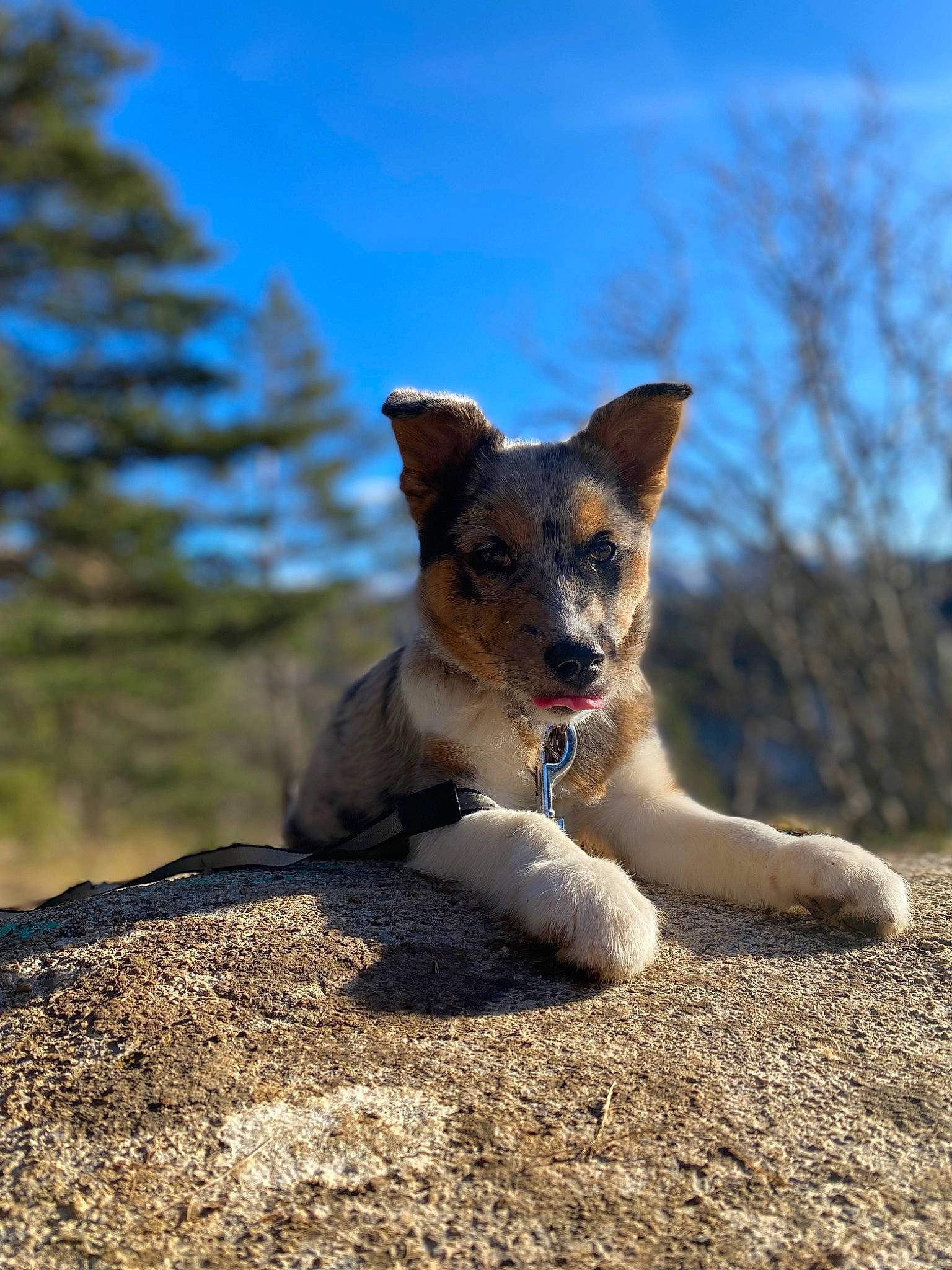 Undy a rejoint le concours — aidez-le/la à gagner de superbes lots ! art, canidae, carnivore, companion_dog, dog, dog_breed, fawn, fur, grass, landscape, rock, sky, snout, soil, sporting_group, tail, terrestrial_animal, tree, whiskers, wildlife