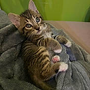 Maya a rejoint le concours — aidez-le/la à gagner de superbes lots ! kitten, tabby, cat, pet, animal, cute, feline, young, paw, pink_paw, blanket, soft, cozy, indoor, fur, whiskers, ears, tail, relaxed, curious