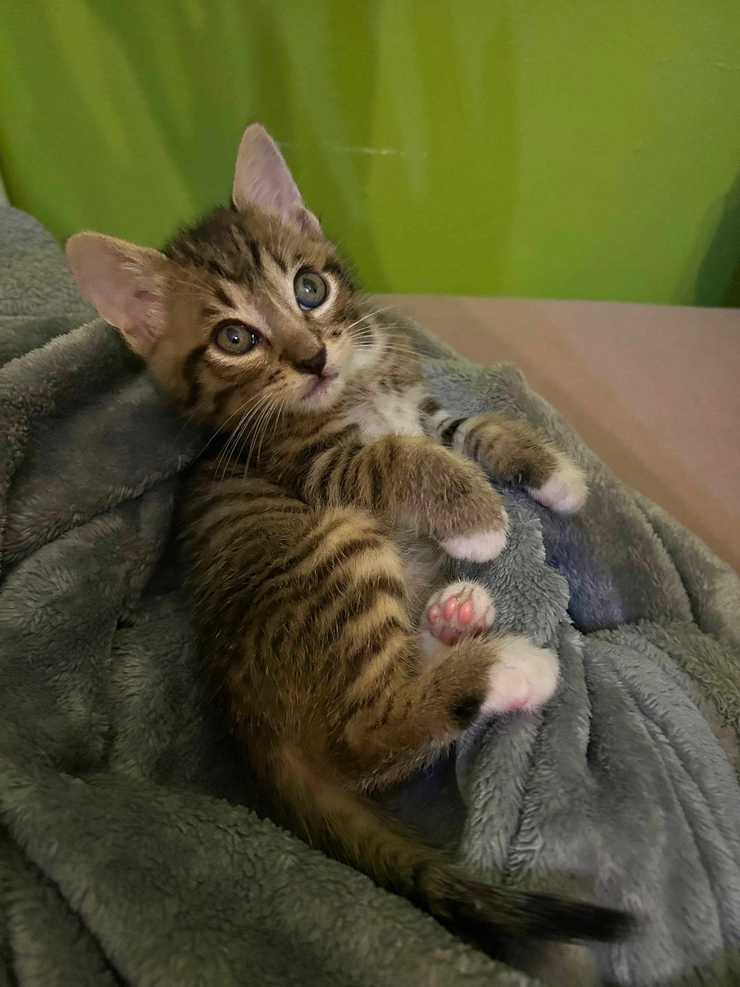 Maya a rejoint le concours — aidez-le/la à gagner de superbes lots ! kitten, tabby, cat, pet, animal, cute, feline, young, paw, pink_paw, blanket, soft, cozy, indoor, fur, whiskers, ears, tail, relaxed, curious