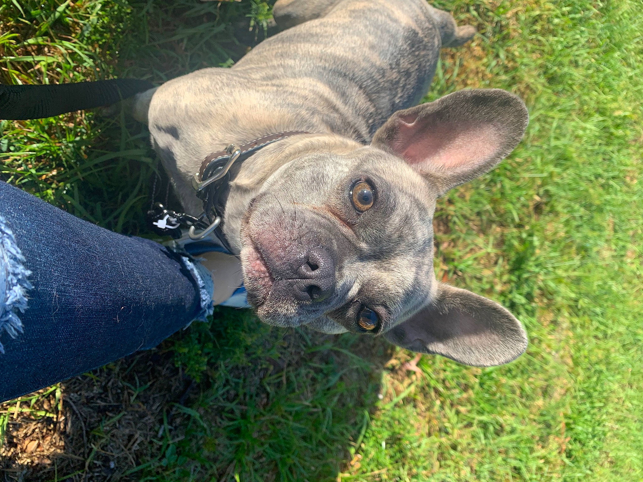 Olive joined the competition — help win amazing prizes! art, canidae, carnivore, dog, dog_breed, fawn, grass, lawn_ornament, plant, recreation, sculpture, snout, sporting_group, statue, suidae, terrestrial_animal, whiskers, wildlife, working_animal, wrinkle