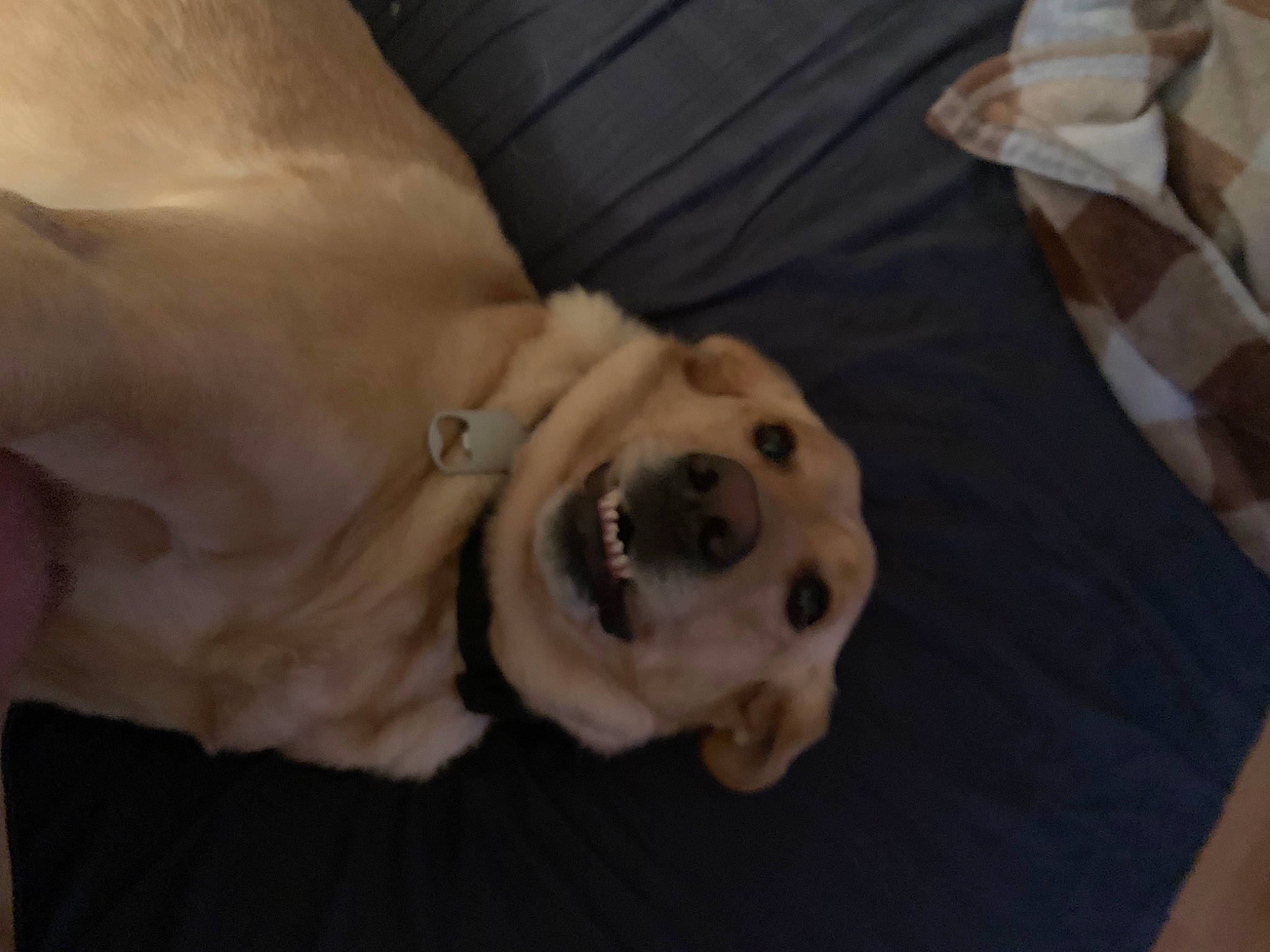 Cookie joined the competition — help win amazing prizes! canidae, carnivore, comfort, companion_dog, dog, dog_breed, dog_supply, fawn, fur, guard_dog, linens, non_sporting_group, paw, puppy, retriever, snout, sporting_group, whiskers, wood, working_animal