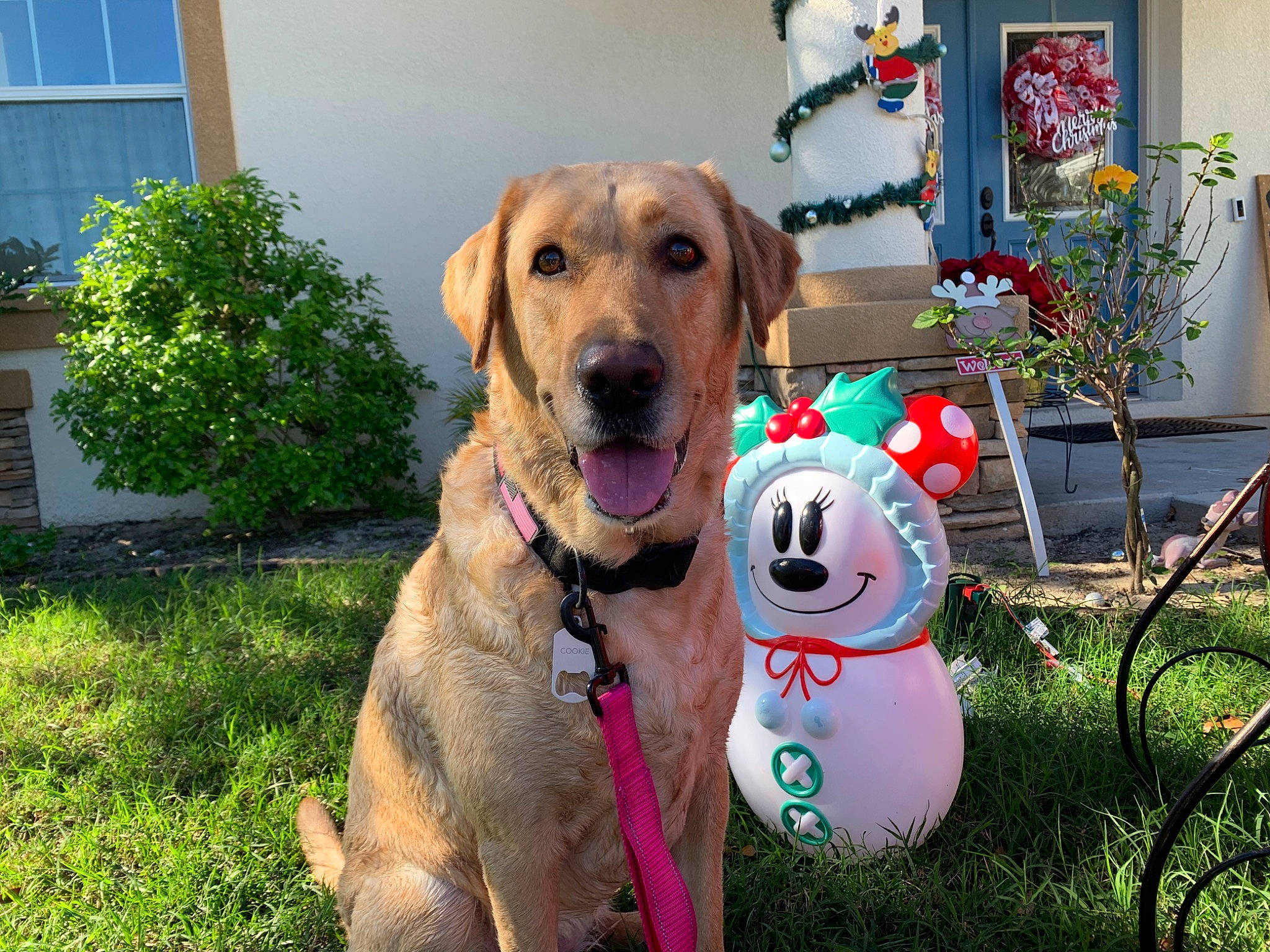 Cookie is registered to the contest to win money with this photo: carnivore, collar, companion_dog, dog, dog_breed, dog_collar, dog_supply, fashion_accessory, fawn, grass, guard_dog, gun_dog, leash, pet_supply, plant, sporting_group, tail, window, working_animal, working_dog