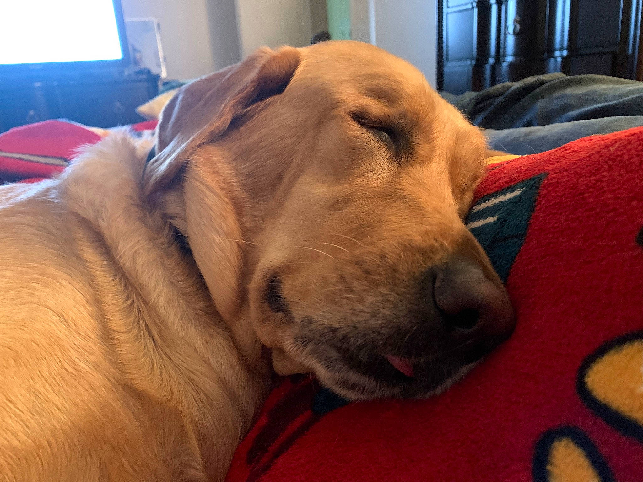 Cookie is registered to the contest to win money with this photo: canidae, carnivore, comfort, companion_dog, dog, dog_breed, dog_supply, ear, fawn, fur, gun_dog, labrador_retriever, liver, retriever, snout, sporting_group, television, whiskers, working_animal, wrinkle