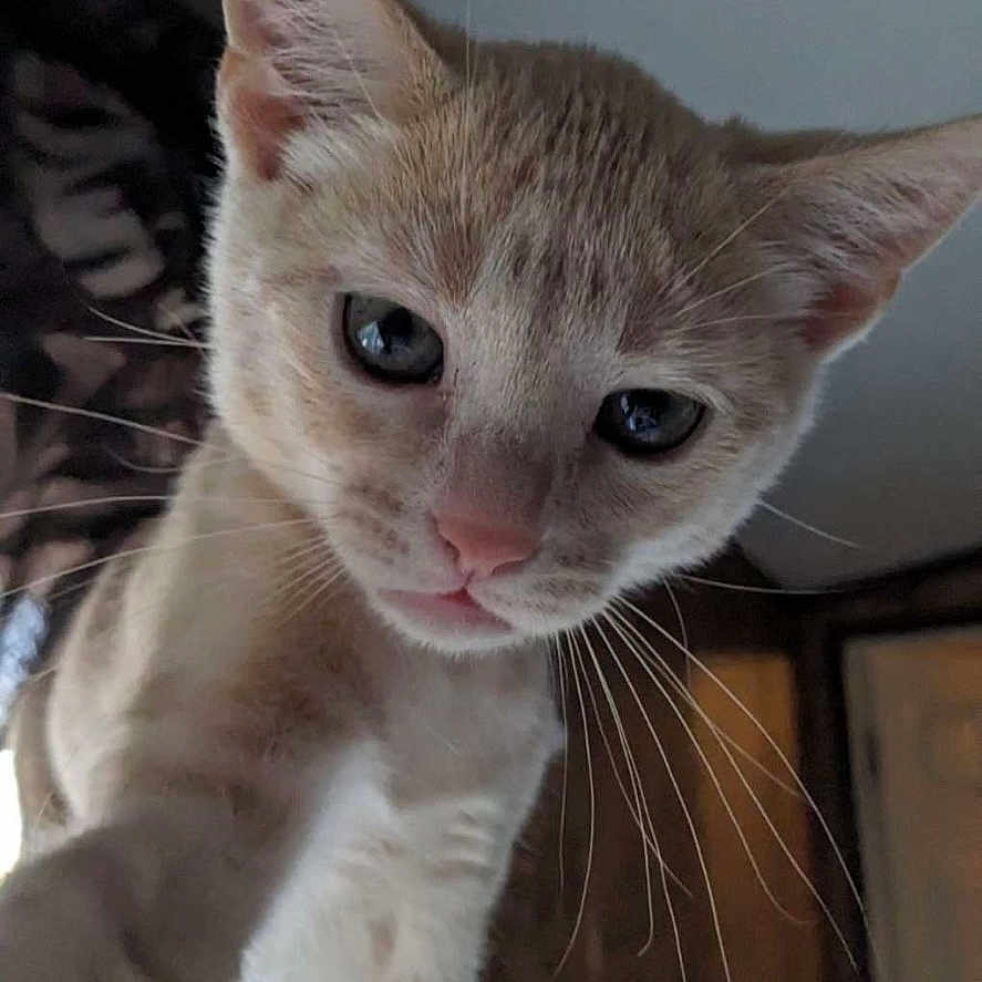 Mango is registered to the contest to win money with this photo: cat, curious, close_up, indoor, whiskers, ears, feline, pet, animal, looking, light, room, furniture, portrait, cute, young_cat, soft_light, tabby, kitten, exploring