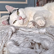 Reglisse a rejoint le concours — aidez-le/la à gagner de superbes lots ! cat, white_cat, black_markings, knitted_blanket, texture, relaxed, indoor, furniture, bed, license_plates, wall_decor, closeup, pet, animal, soft_light, cozy, resting, cute, fur, whiskers